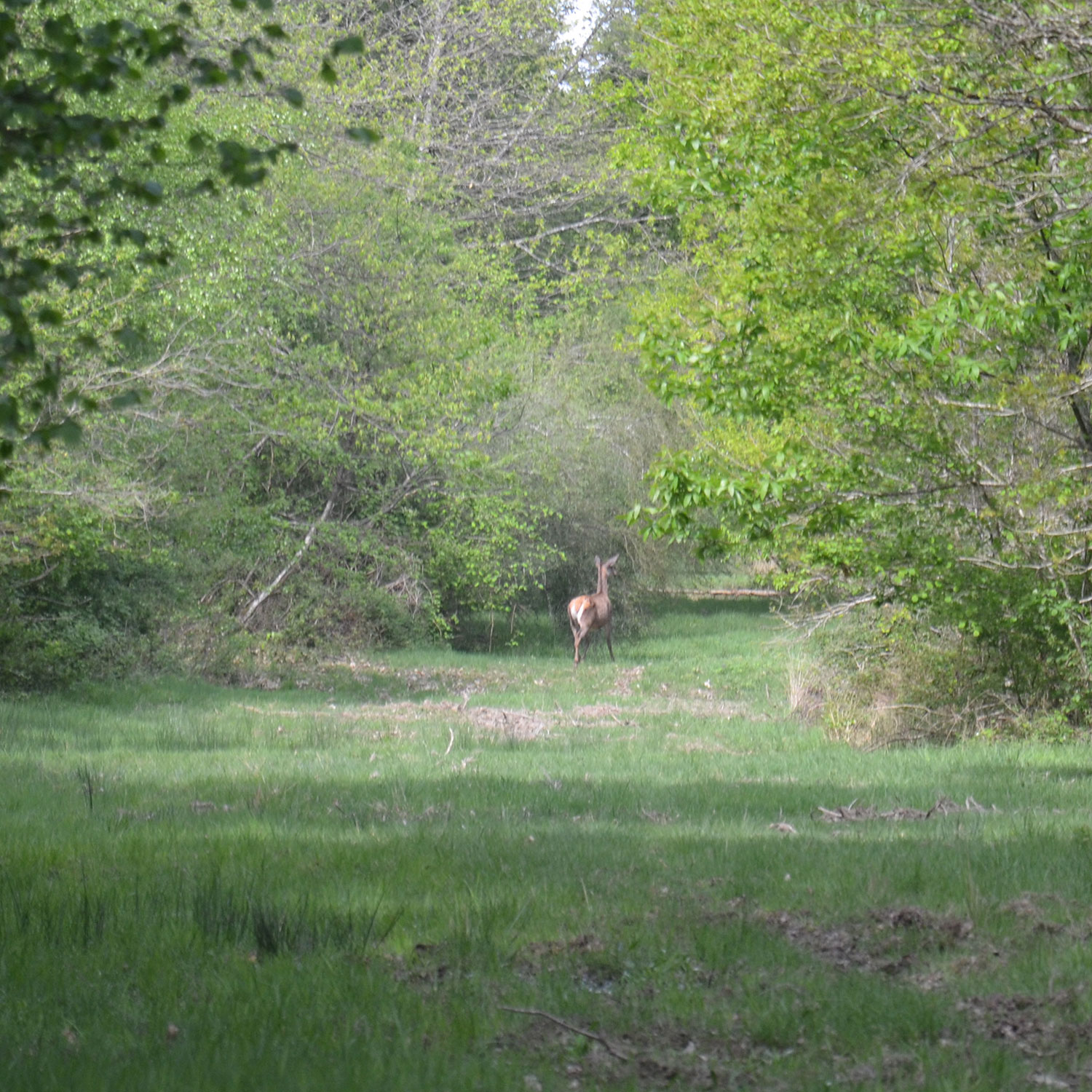 cervides-foret
