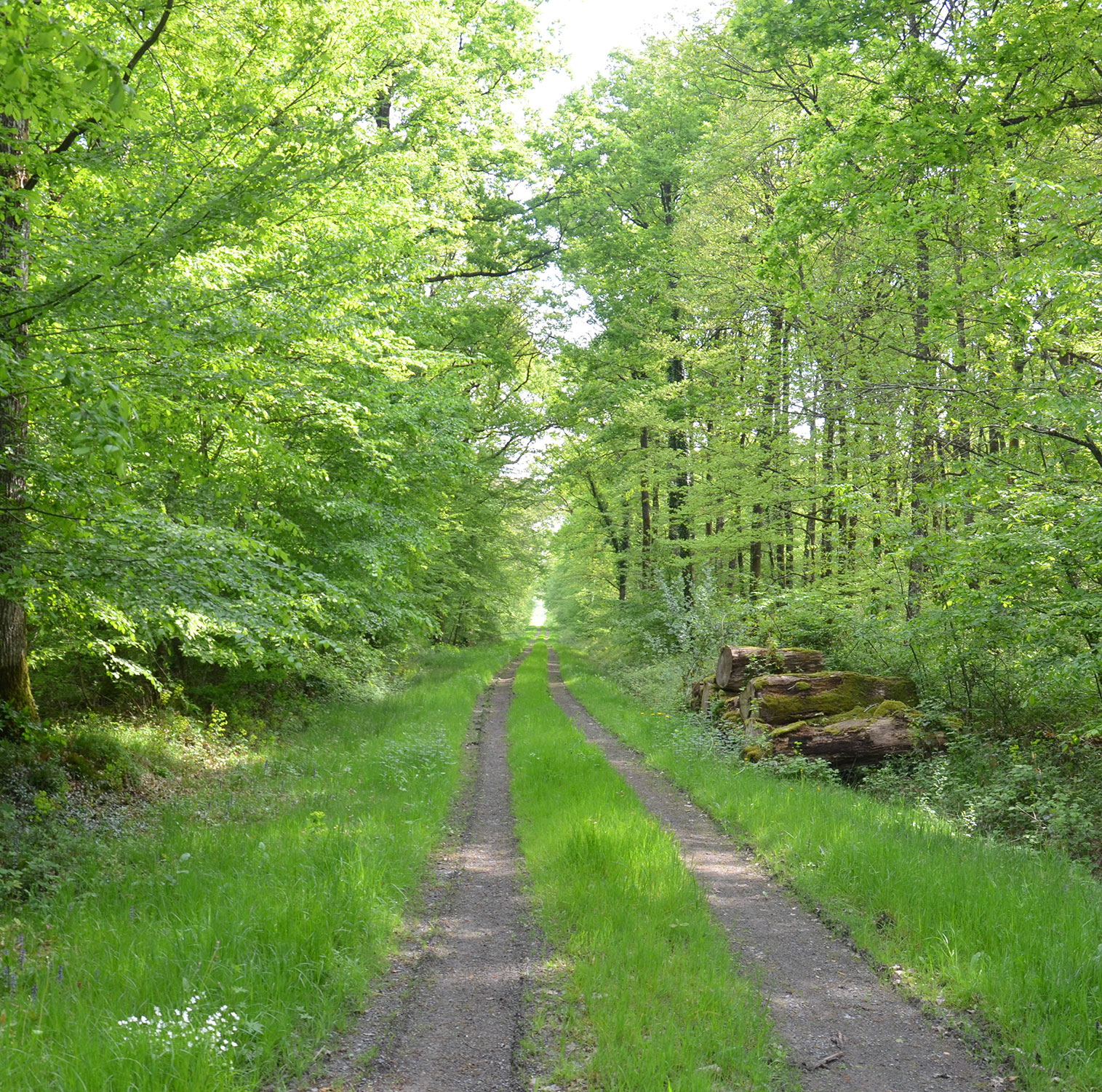 chemin-foret