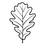 feuille-de-chene