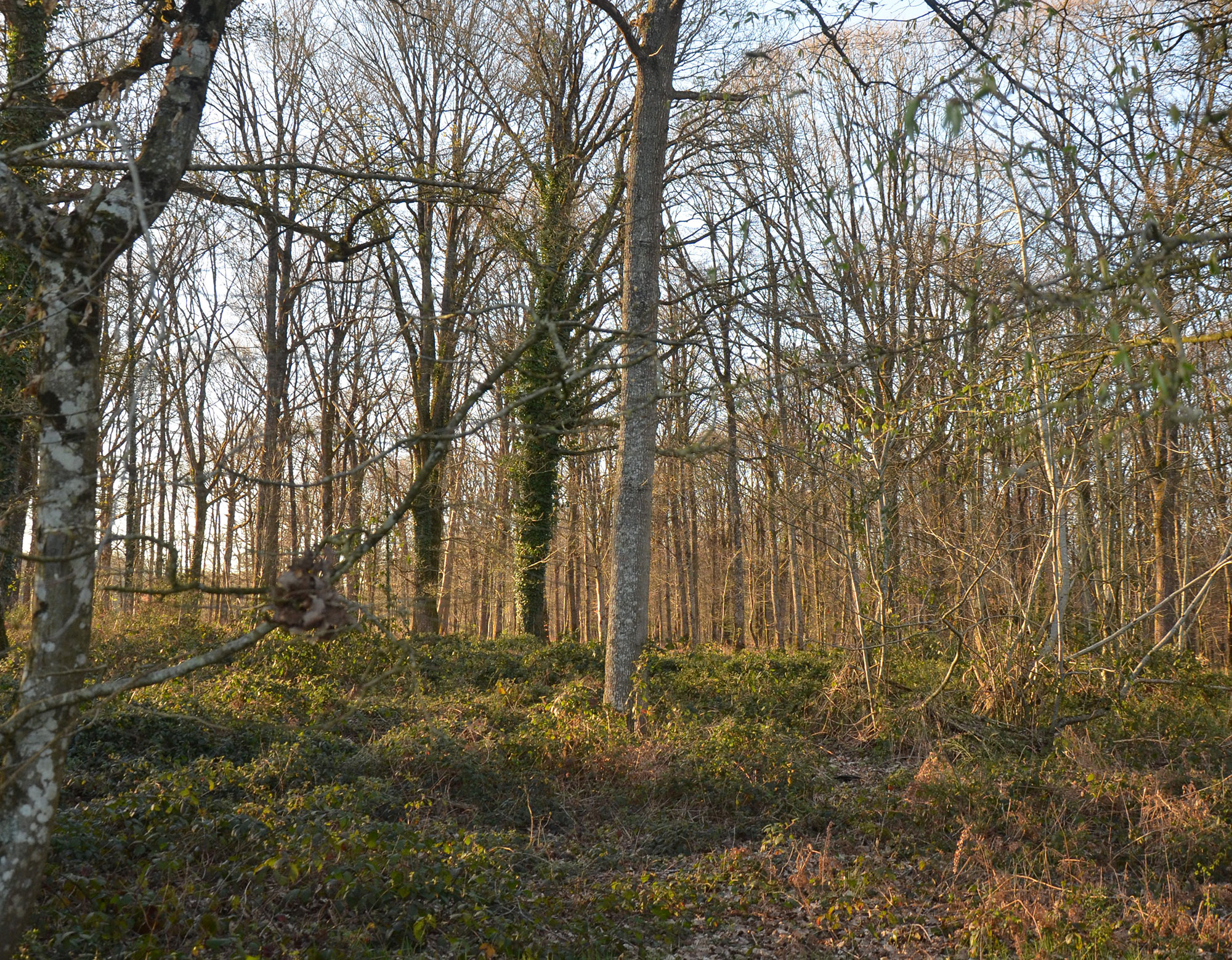 foret-de-la-pierre-hivers