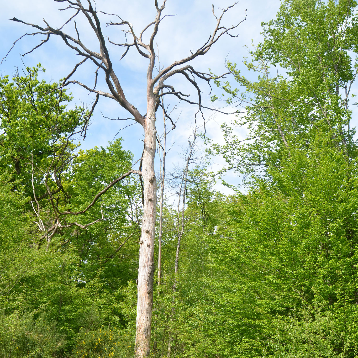 arbre-mort